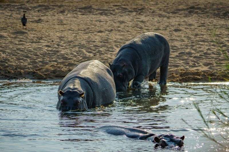 Hippos in the water, safari cruises in South Africa