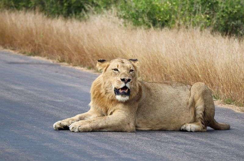 Lion in Kruger Park, South Africa