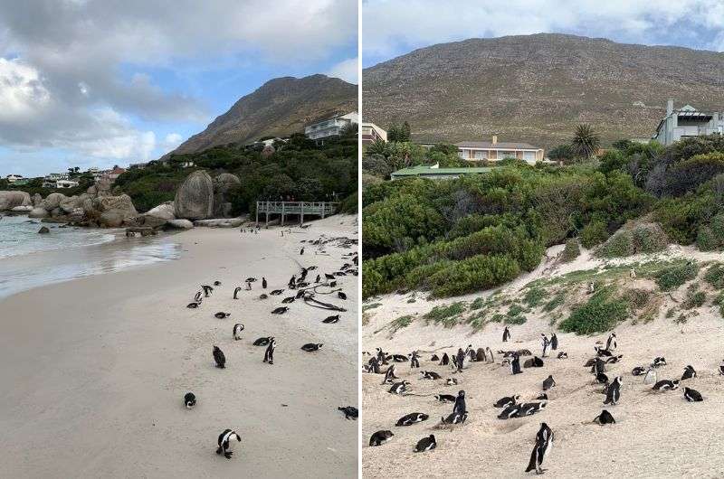 Penguin colony at Boulder Beach 