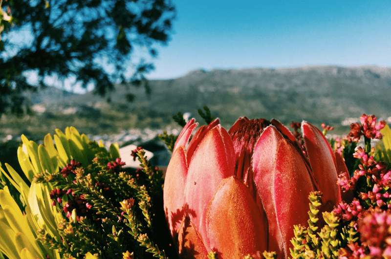 South African Fynbos Biom