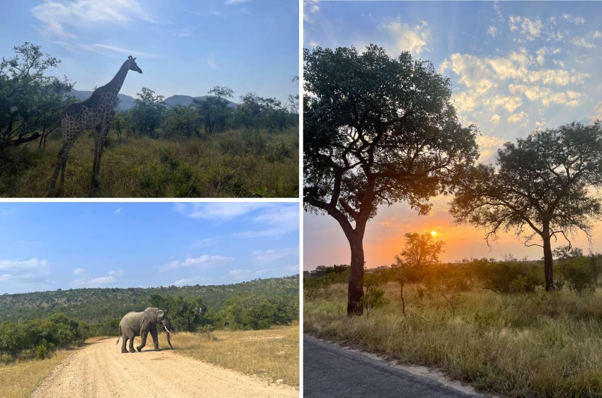 Wildlife scenes in Kruger National Park, South Africa, with giraffe, elephant on a dirt road, and sunset over savanna landscape, photo by Next Level of Travel