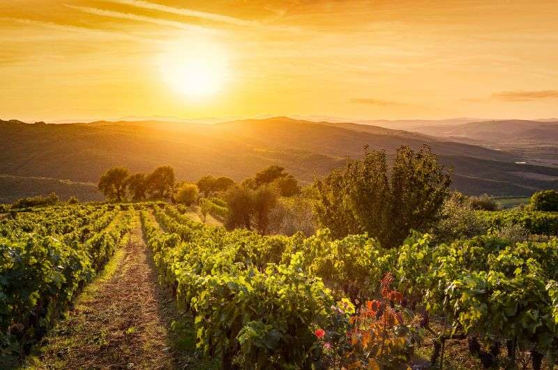 Tuscany vineyards