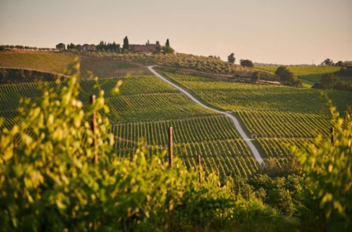 Tuscany vineyards