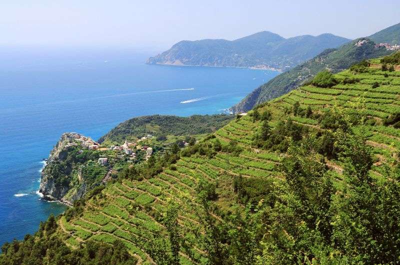 Vineyard in Monterosso, Cinque Terre