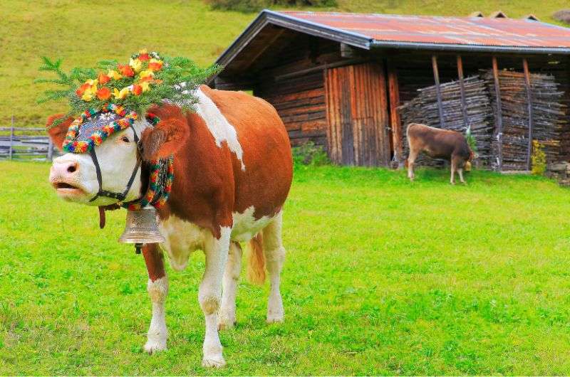 Celebrating the Almabtrieb in Austria