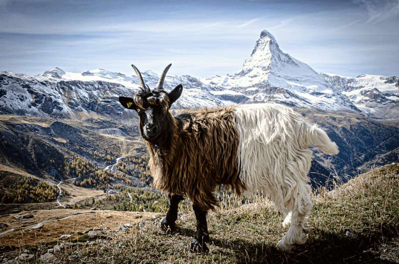 Goat in Matterhorn, Cervinia, Italy