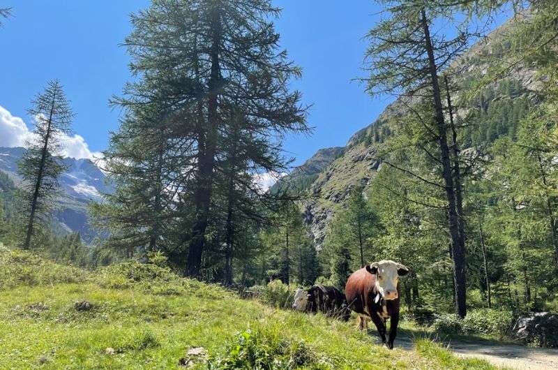 Cow on a forest trail in Gran Paradiso National Park