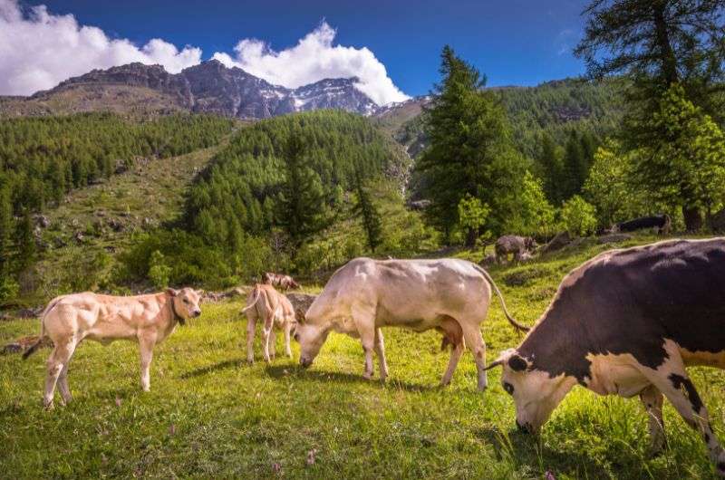 Gran Paradiso National Park