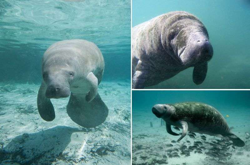 Manatee, Genoa Aquarium