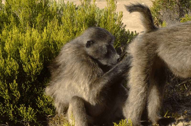 Baboons, Cape Point, Funny Animals