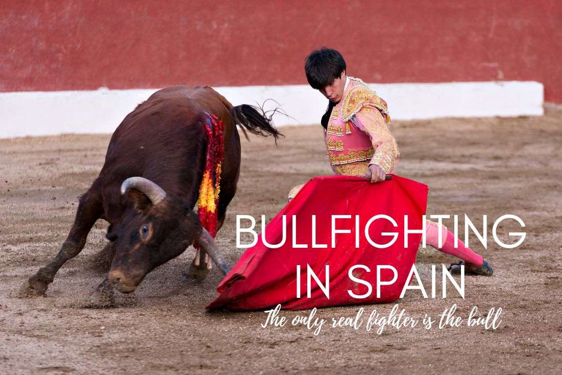 Bullfighting in Spain: The Only Real Fighter is the Bull