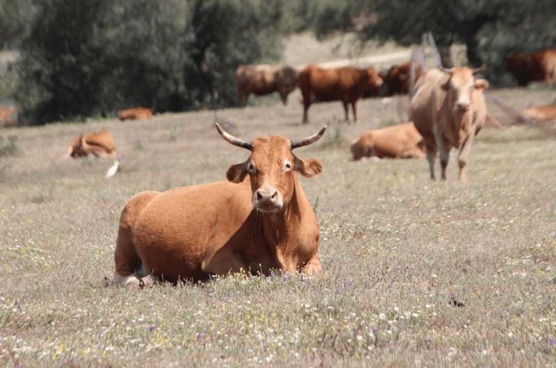 Cows in Spain, article about bullfighting