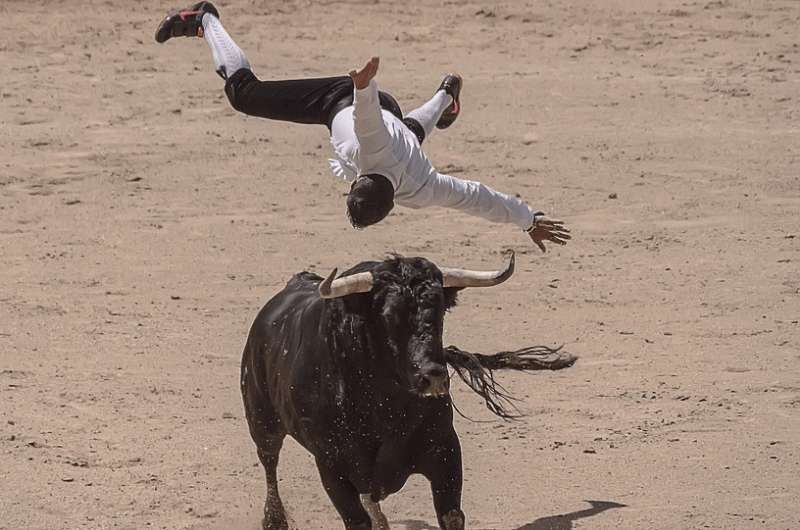 Toreador falling off the bull, bullgihting in Spain