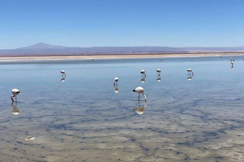 Spotting flamingos in Los Flamencos National Reserve in Salar de Atacama, Laguna Chaxa, Flamengos