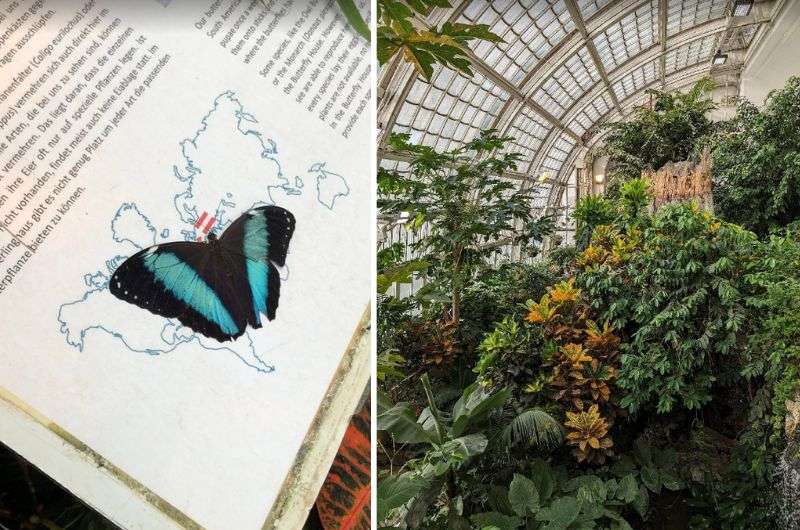 blue and black butterfly sitting on the educational board and the interior of Das ​Schmetterlingshaus, Vienna, Austria 