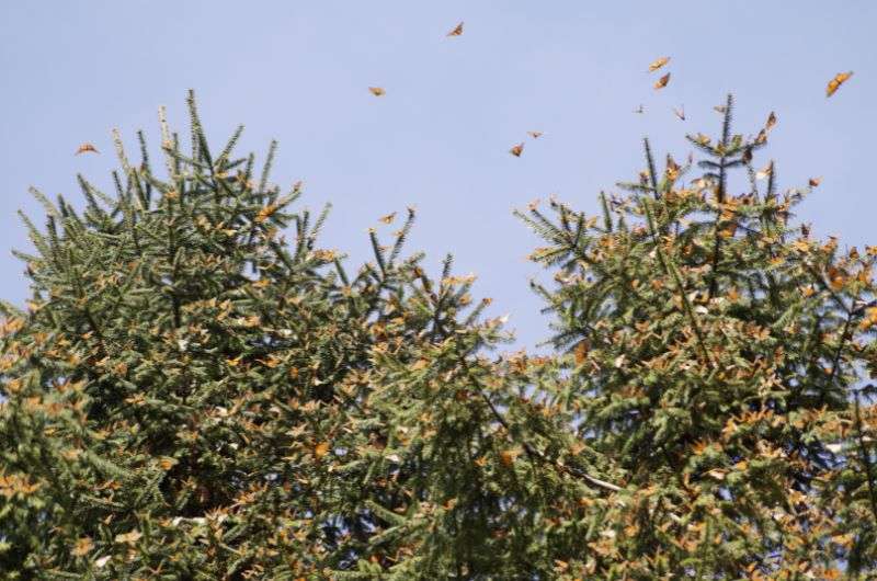 Monarch Butterfly Reserve is one of the best places near Mexico City.