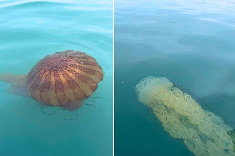 Huge jellyfishes in the sea in Paracas Nature Reserve, photos by Next Level of Travel