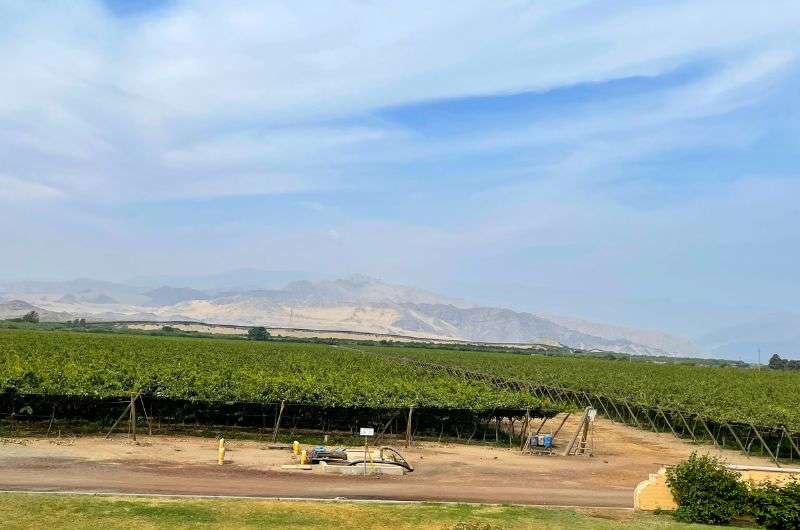 ICA vineyards in near Paracas, photo by Next Level of Travel