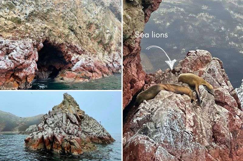 sea lions on Ballestas islands near Paracs, photos by Next Level of Travel