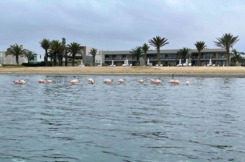 spotting flamingos while kayaking in Paracas National Reserve, photo by Next Level of Travel