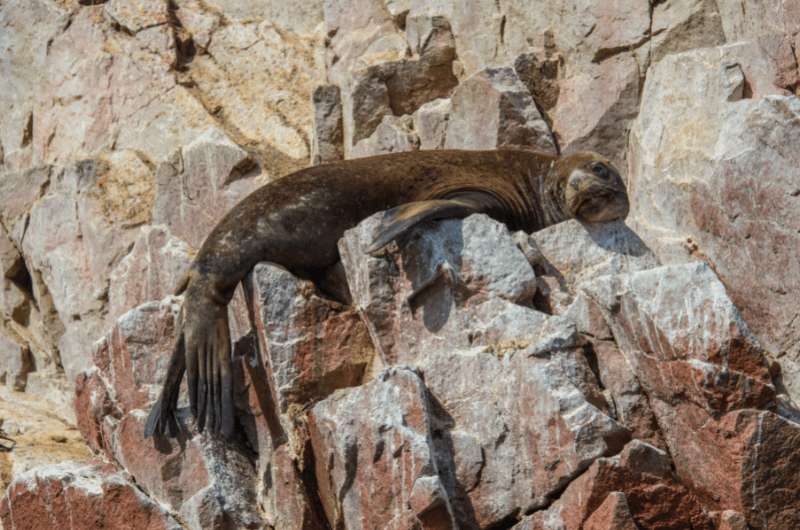 Sea lion on to rocks of Islas Ballestas in Peru