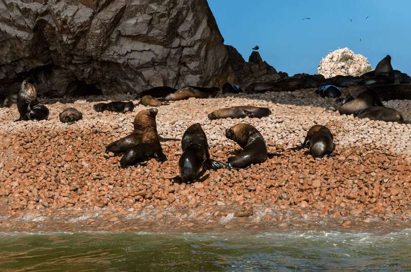 Sea lions on the beach at the Islas Ballestas in Peru