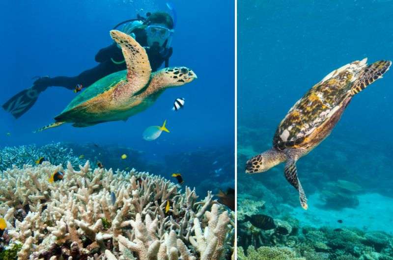 Swimming with turtles in Yucatán, Mexico