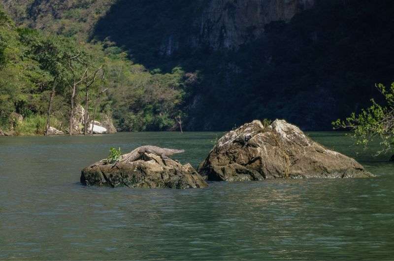 Crocodile in Mexico, Canyon Sumidero