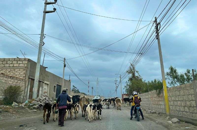 A herd of cows on a road in Areqipa, photo by Next Level of Travel