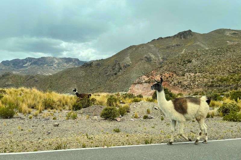 Alpacas in Arequipa, photo by Next Level of Travel