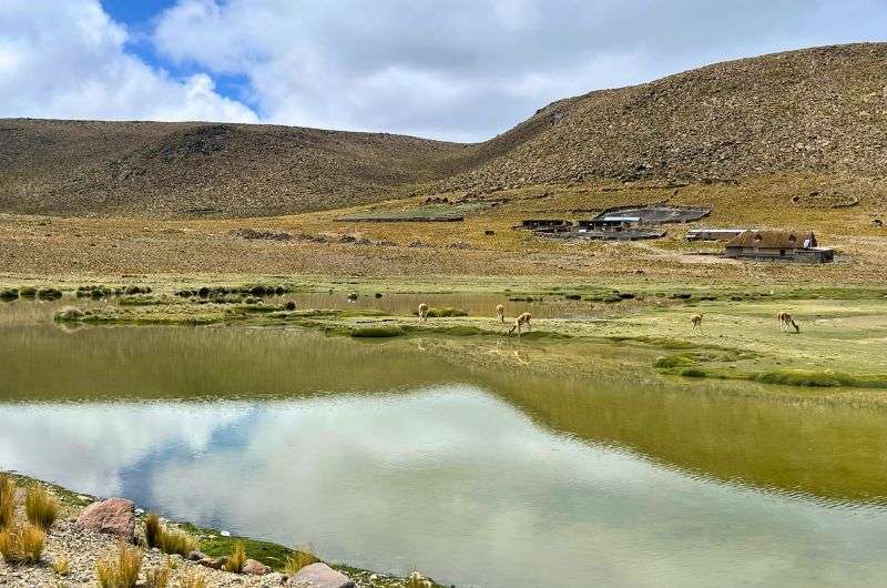 Laguna de Salinas in Aguada Blanca National Reserve, things to do in Arequipa, photo by Next Level of Travel
