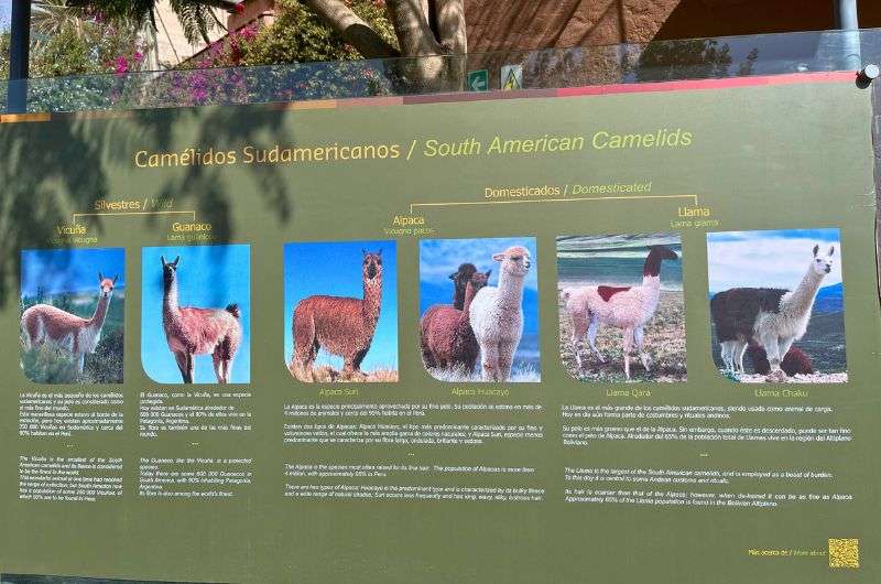 The board in Mundo de Alpacas in Arequipa, photo by Next Level of Travel