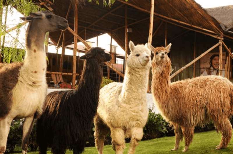 The Mundo Alpaca, museum in Peru