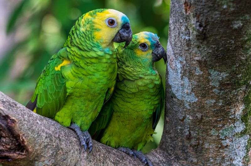 Parrots live in Sima de las Cotorras near Tuxtla Gutiérrez, Mexico