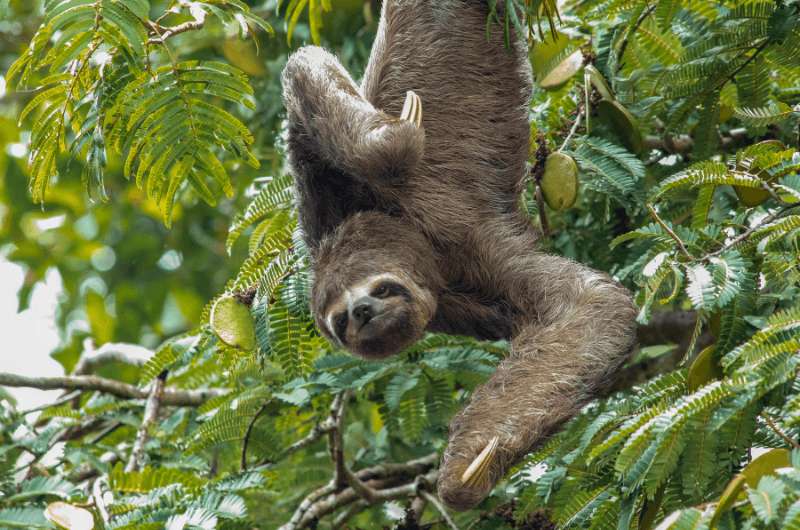A sloth hanging from a tree in the Amazon jungle in Peru