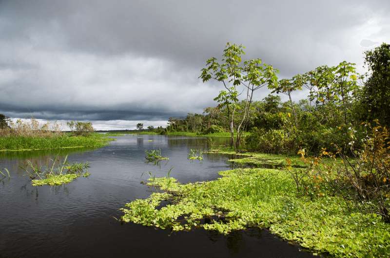 The river and jungle of the Pacaya Samiria National Reserve in Peru