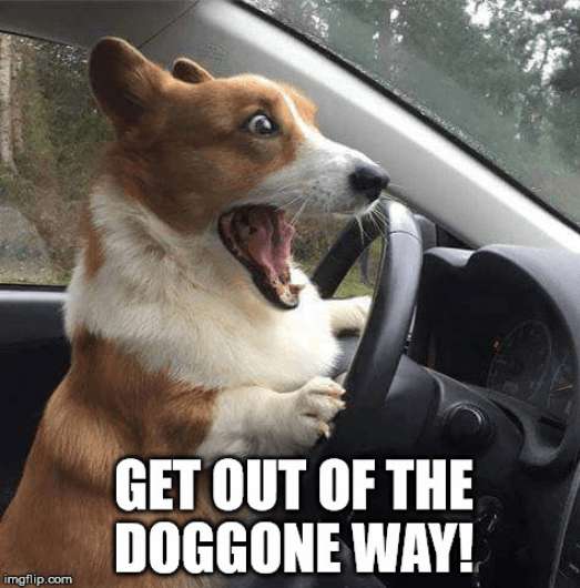 Dog meme about driving in Peru
