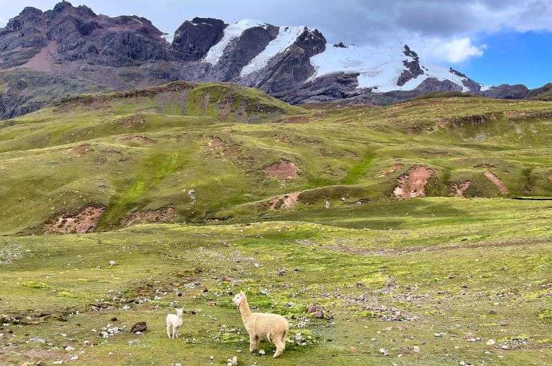 alpacas in Peru, photo by Next Level of Travel