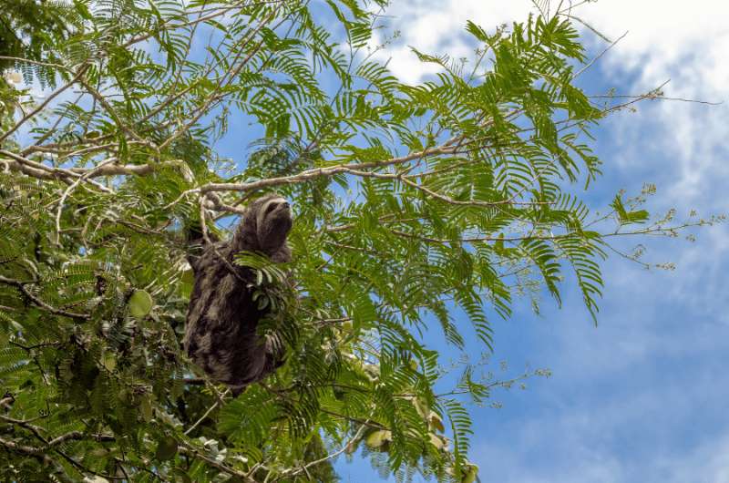A sloth in a tree in the Amazon Jungle