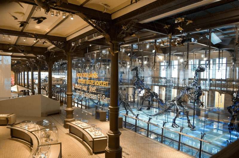 The interior of the dinosaur exhibit of the Museum of the Royal Belgian Institute of Natural Sciences in Brussels, Belgium