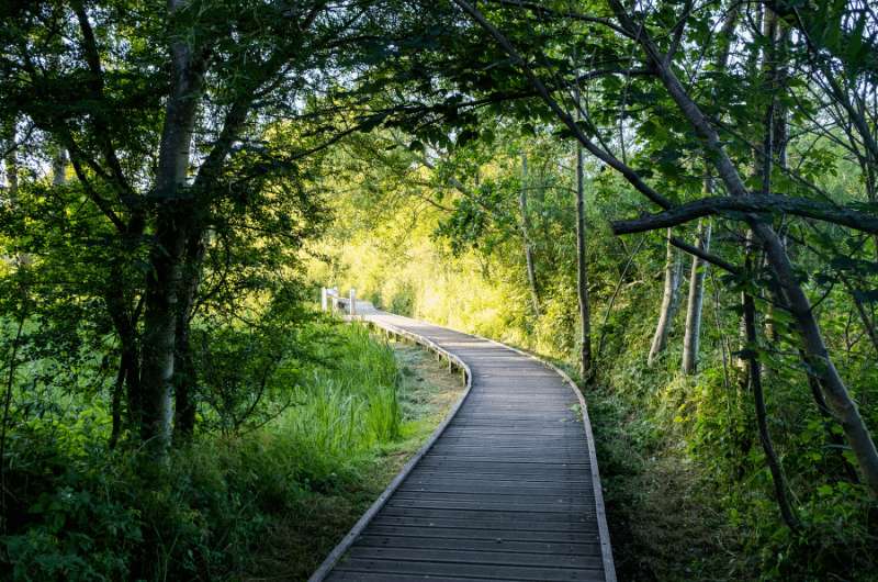 a wooden walkway through the Zwin Nature Park in Belgium