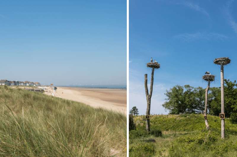 Knokke beach and storks at Zwin Nature Park, a day trip from Brussels 