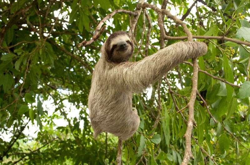 A sloth in the Amazon in Peru