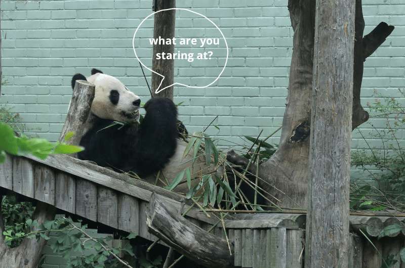 A panda resting at the Edinburgh Zoo