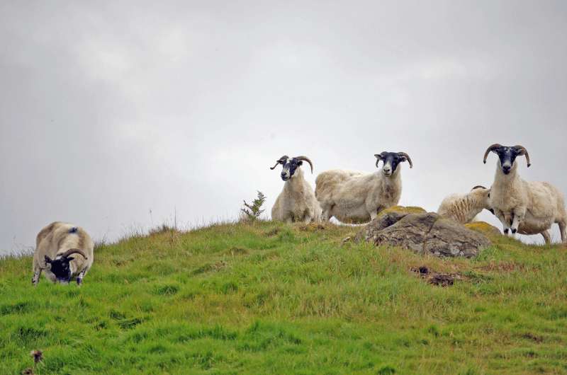 Goats on the grass in Scotland