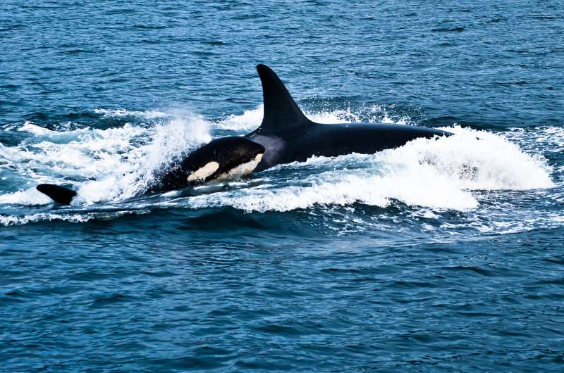 Orcas swimming in the sea