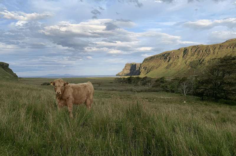 A cow in Talisker Bay, hiking on Isle of Skye