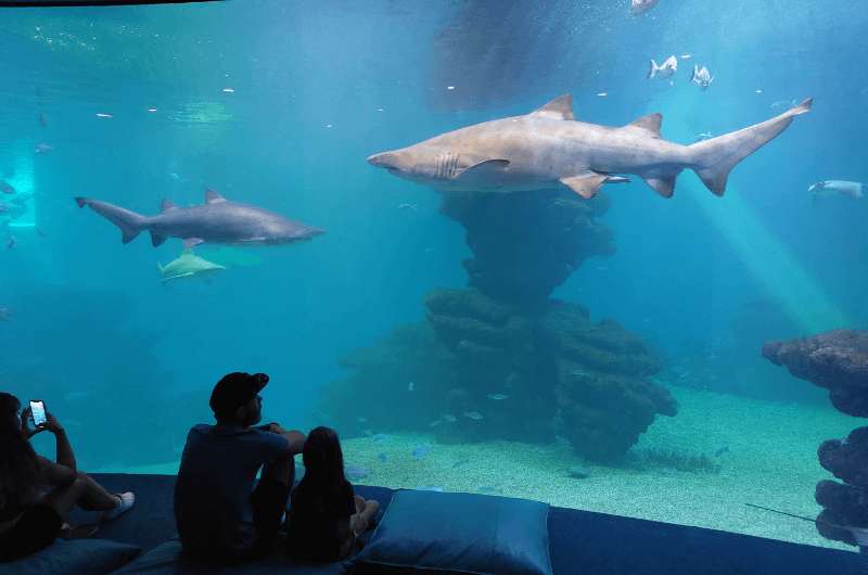 The shark tank at Palma Aquarium Mallorca