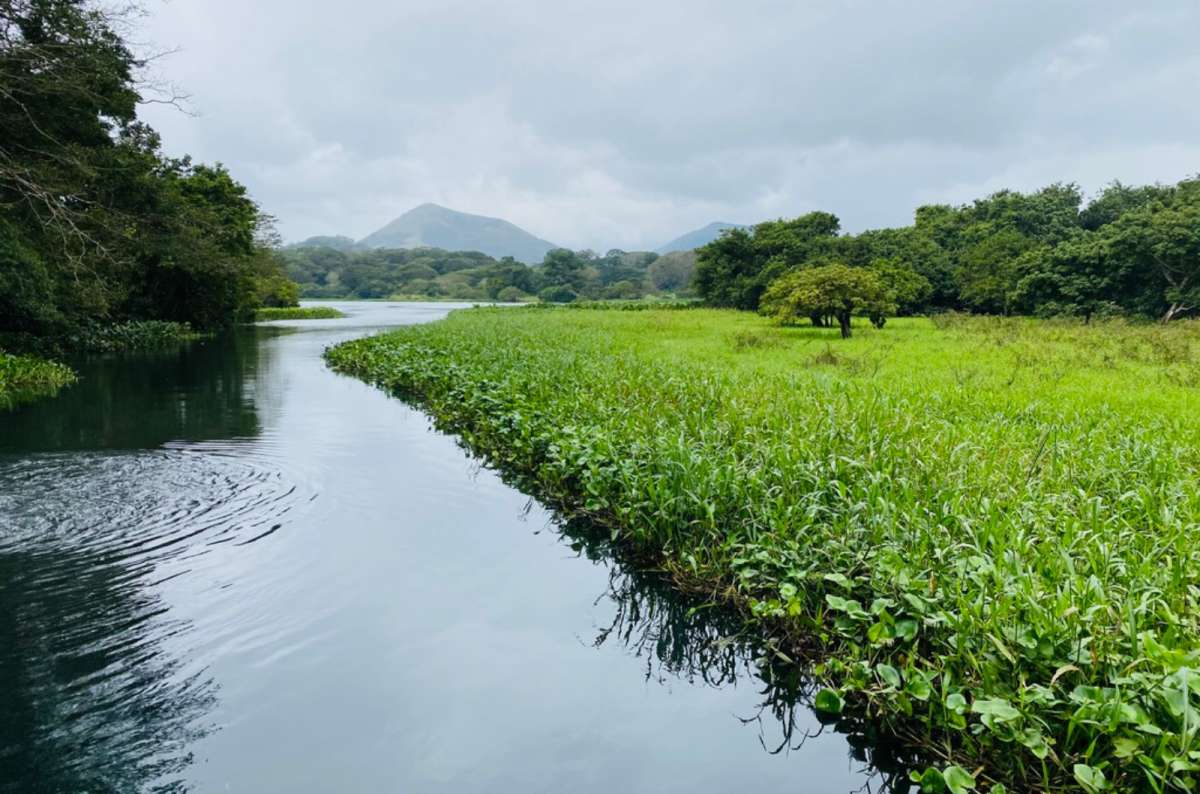 a photo of a calm lagoon fringed with green water hyacinth and grass with distant hills at Tlacotalpan, Tlacotalpan, Veracruz, Mexico, photo by Next Level of Travel