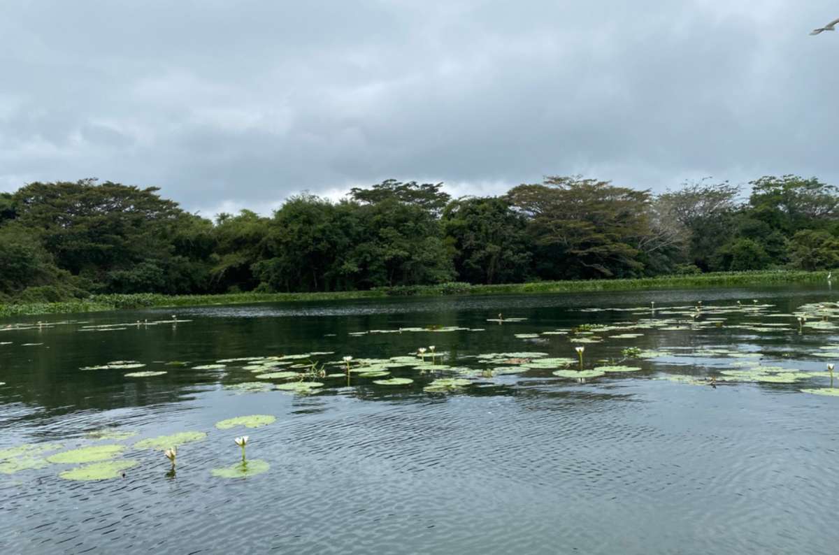 a photo of white water lilies floating on a calm forest-ringed lagoon, Los Tuxtlas, Veracruz, Mexico, photo by Next Level of Travel